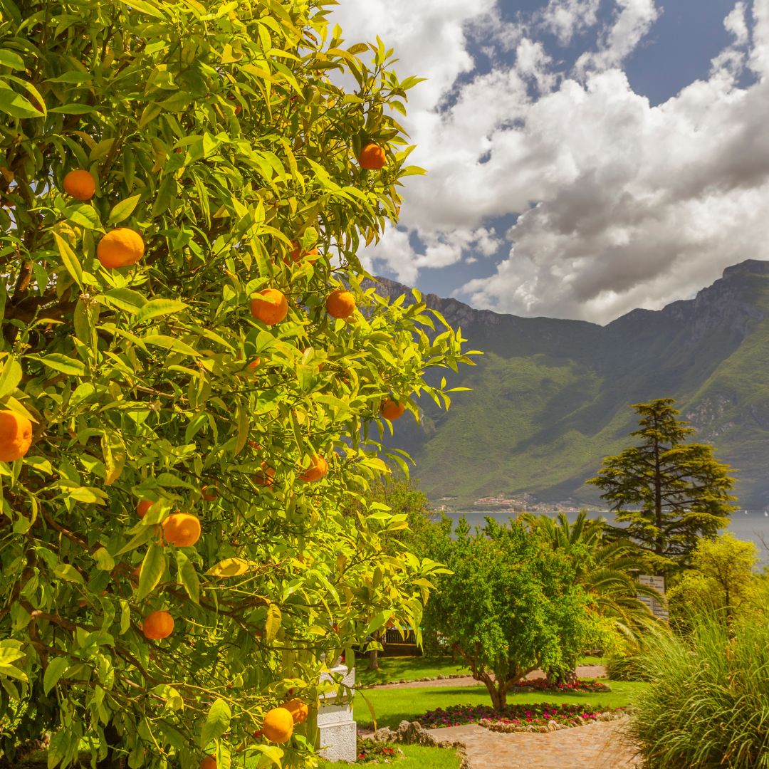 Cytrusowe zapachy do jacuzzi